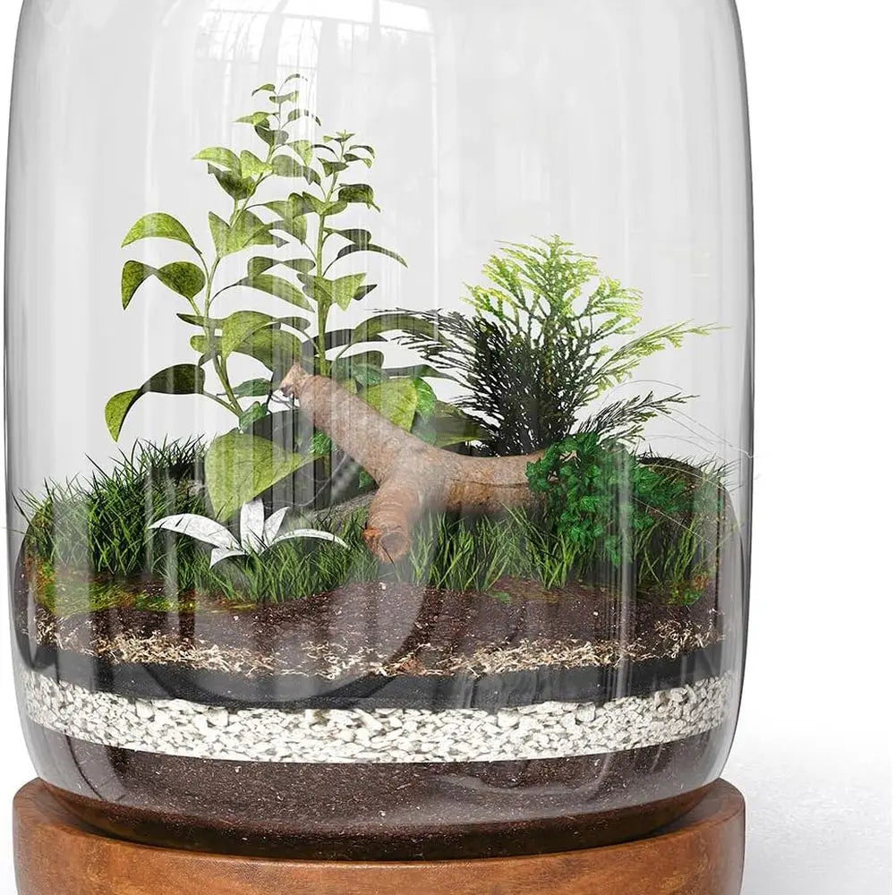 Exclusive Glass Terrarium, Natural Wood lid and Base. Excellent for Plants and Decoration