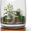 Exclusive Glass Terrarium, Natural Wood lid and Base. Excellent for Plants and Decoration