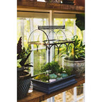 Large Glass Terrarium for Succulents and Plants - Case