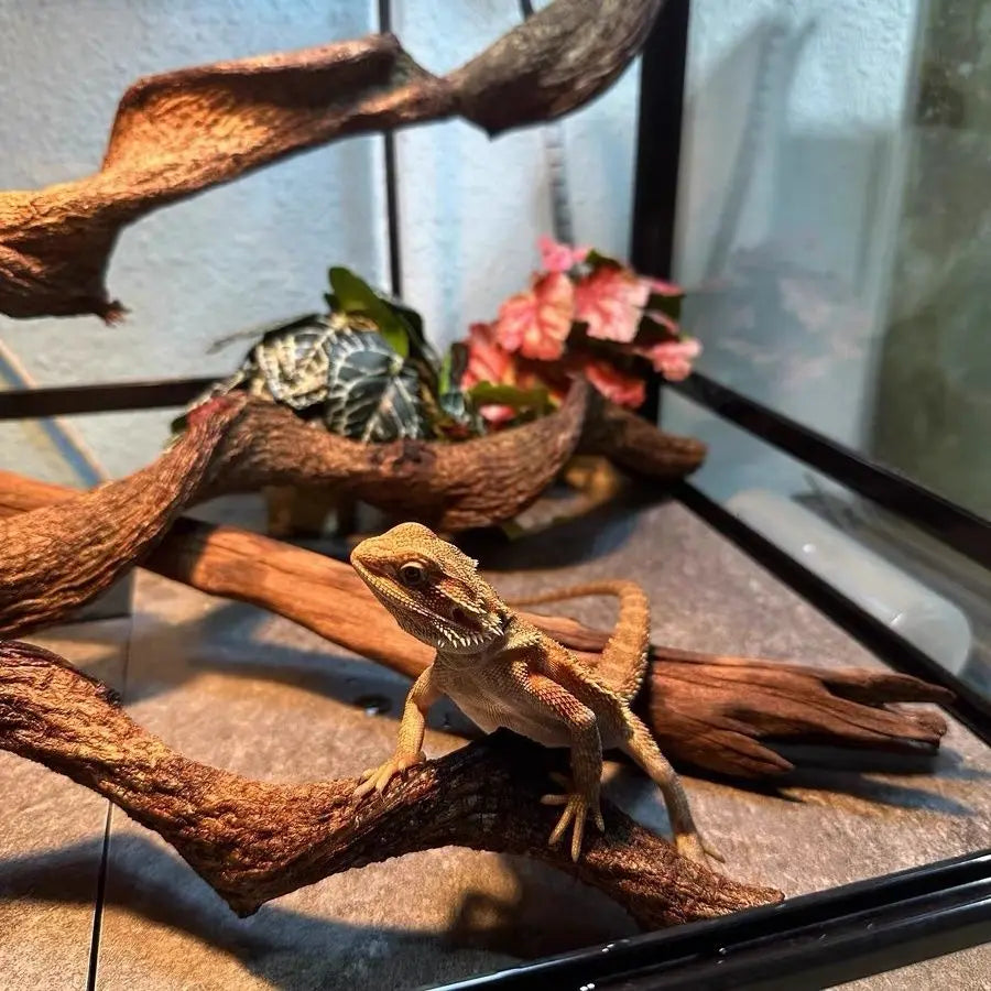 Climbing Pet Climbing Wood Landscaping Tree Vine Natural Dead Wood Reptile Tank